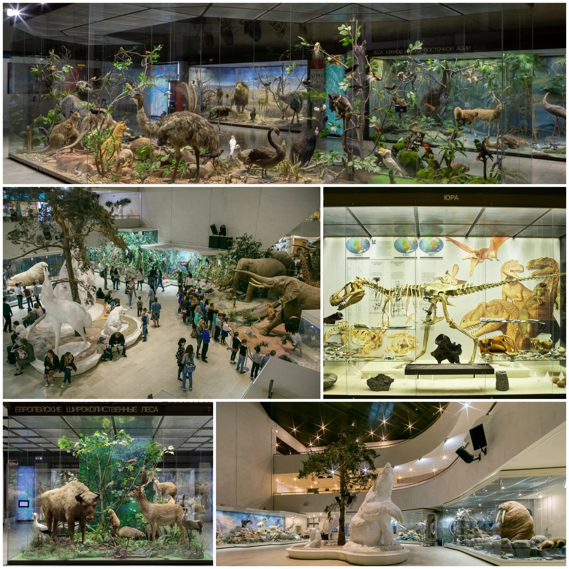 Дарвиновский музей: здесь можно узнать всё об эволюции.